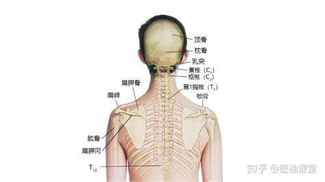 脖子下面的骨頭 大門修補